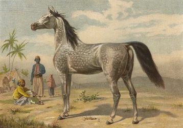Arabisches Pferd